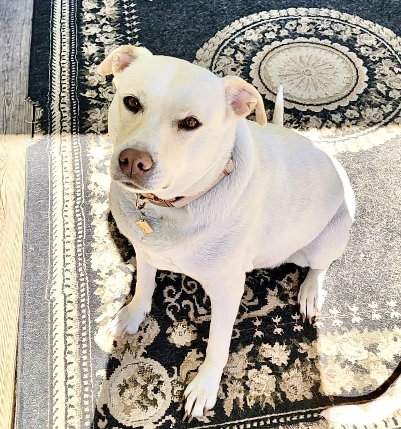 An adult large-sized female White / Cream Labrador Retriever dog named Great Blue for adoption in New York, NY