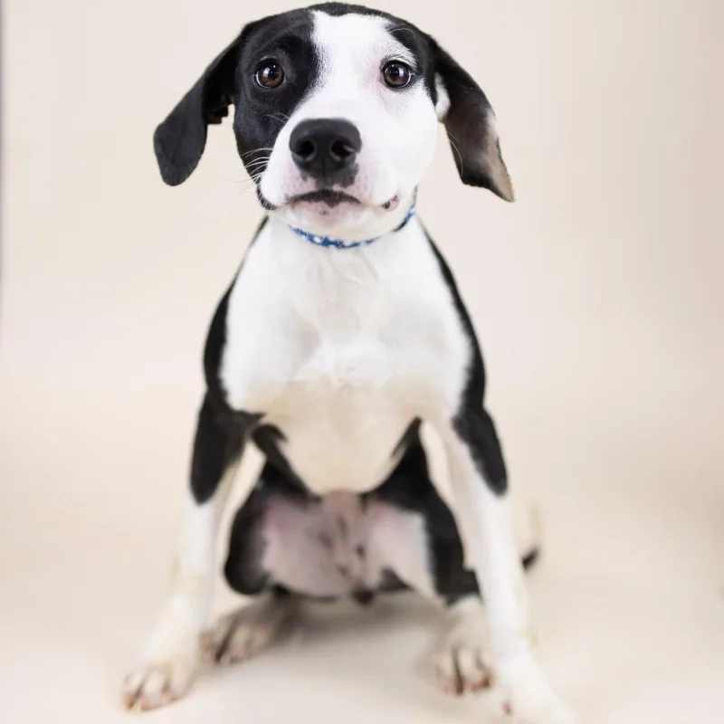 A young medium-sized female Black Mixed Breed dog named Chrissy for adoption in Portland, OR