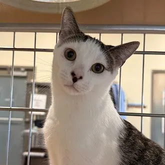 Sweet Tart thumbnail 2