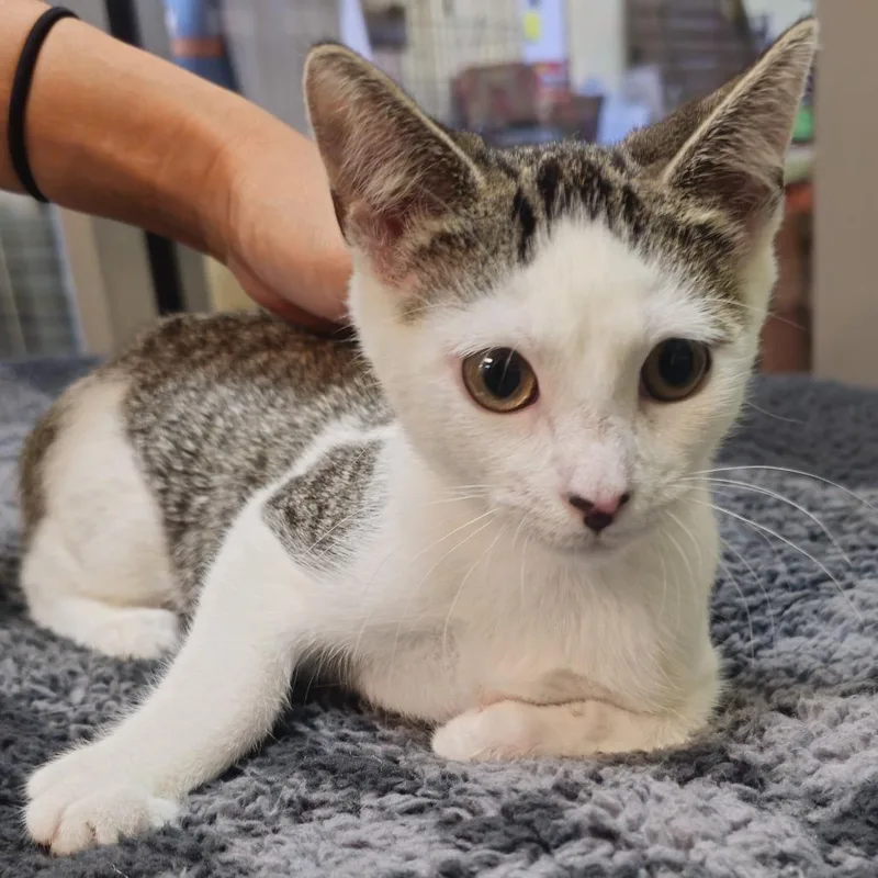 Sweet Tart thumbnail 3