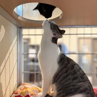 Sweet Tart thumbnail 4