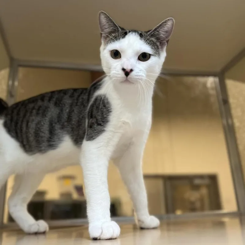 Sweet Tart thumbnail 6