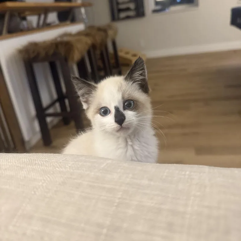 A baby small-sized female Seal Point Domestic Long Hair cat named Carmelo for adoption in Park City, UT