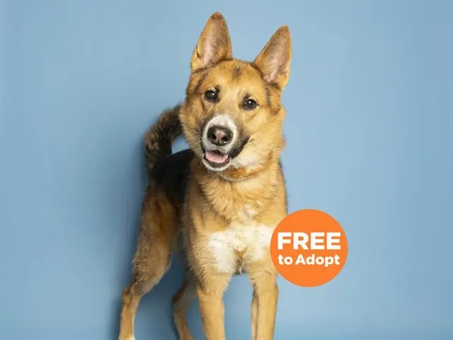 An adult large-sized male German Shepherd Dog dog named Shamus for adoption in Phoenix, AZ