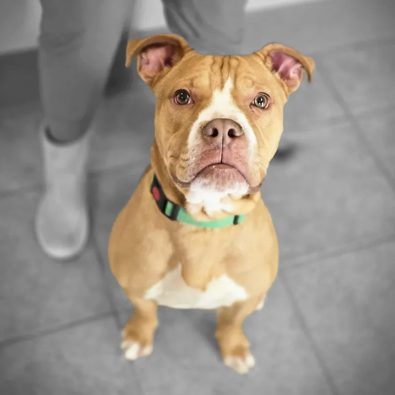 Burberry thumbnail 2