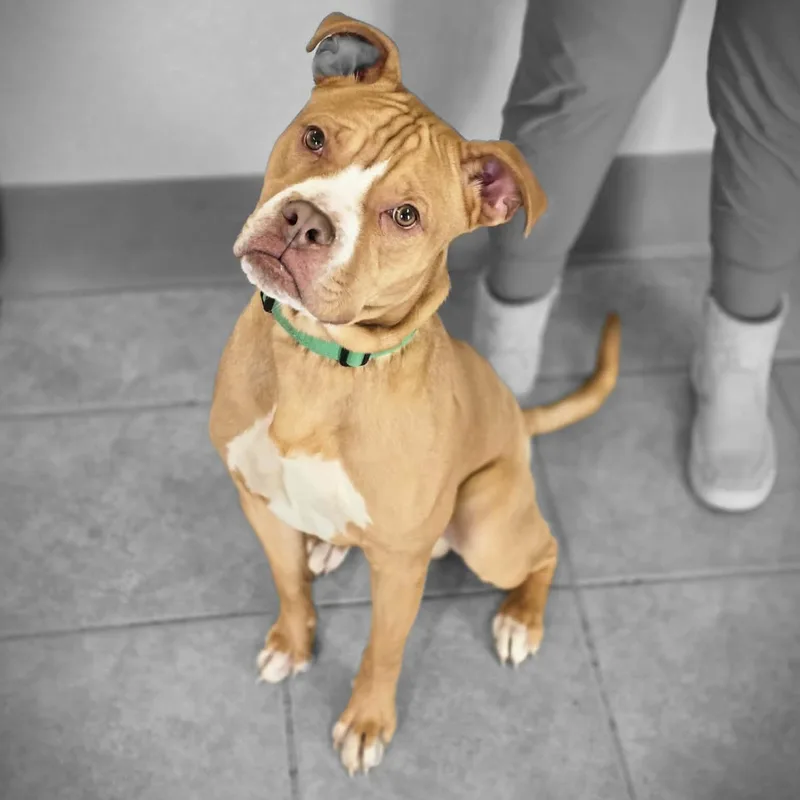 Burberry thumbnail 3