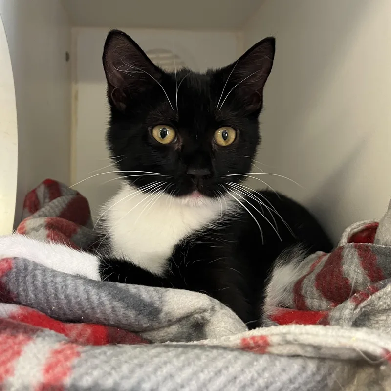 A young small-sized female Domestic Short Hair cat named Bitsy for adoption in Southold, NY