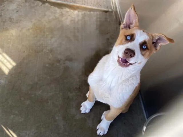 A baby small-sized female Labrador Retriever dog named Cheer for adoption in Tustin, CA