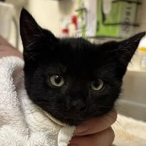 A baby small-sized male Black Domestic Short Hair cat named SpiderNoir for adoption in Asheville, NC