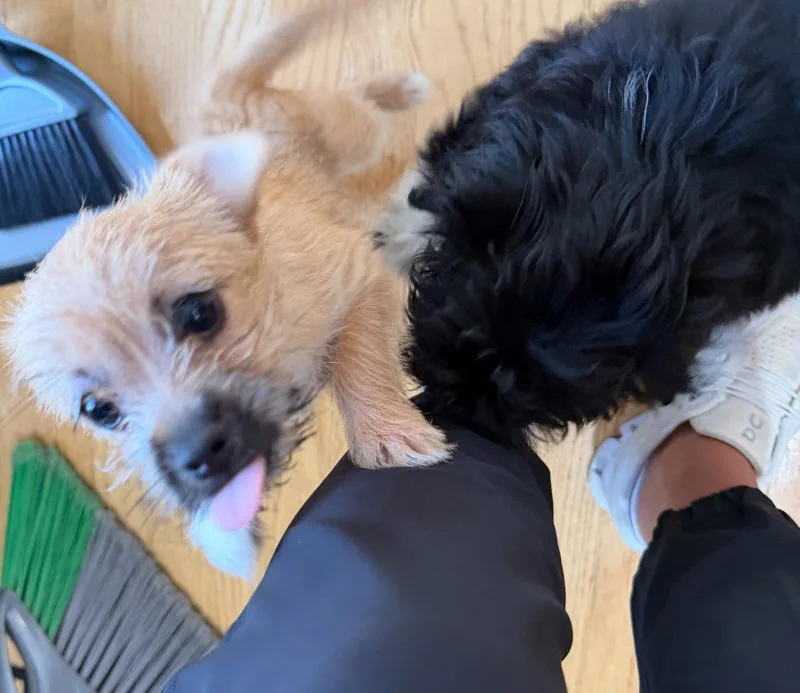 Olive thumbnail 2