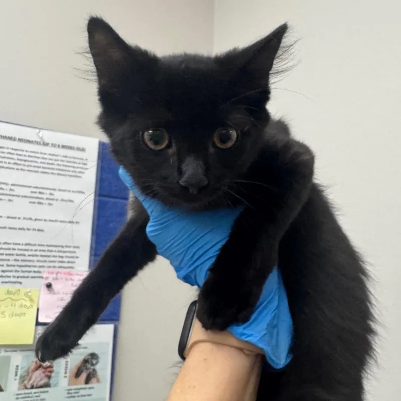 A baby small-sized female Domestic Long Hair cat named Dry Erase Board for adoption in Columbiana, AL
