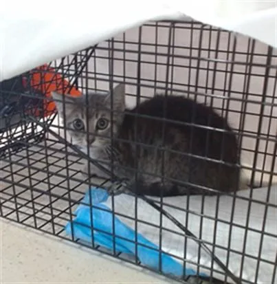 A baby small-sized female Domestic Short Hair cat named Reno for adoption in Louisville, KY