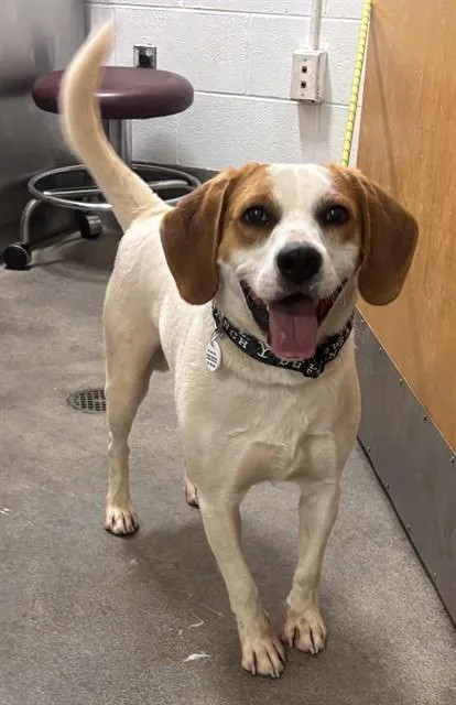 A young medium-sized male Labrador Retriever dog named Perrin for adoption in Upper Marlboro, MD