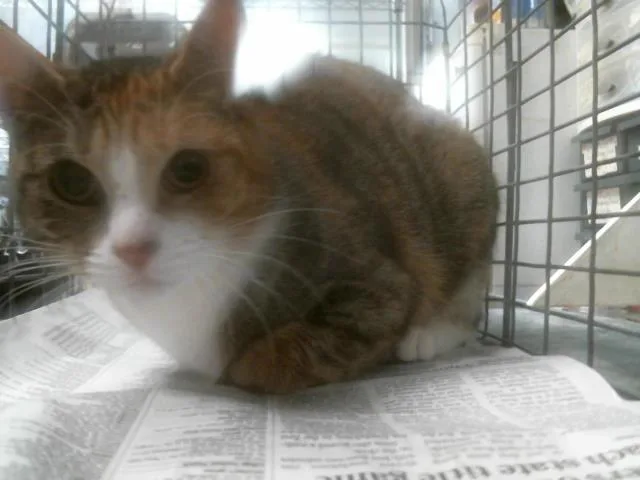 An adult medium-sized female Domestic Short Hair cat named Simba for adoption in Houston, TX