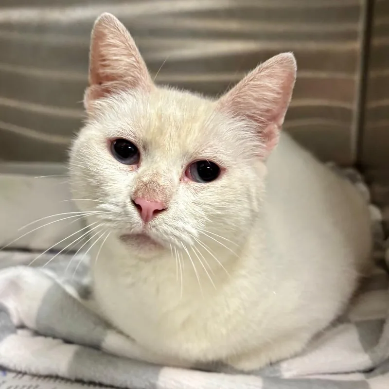 An adult medium-sized female White Domestic Short Hair cat named Jelly Cat for adoption in Austin, TX