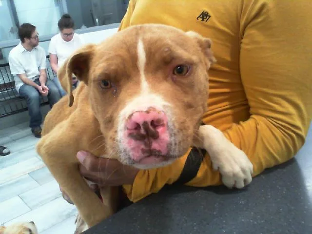 A young medium-sized male Pit Bull Terrier dog named Bossman for adoption in Charlotte, NC