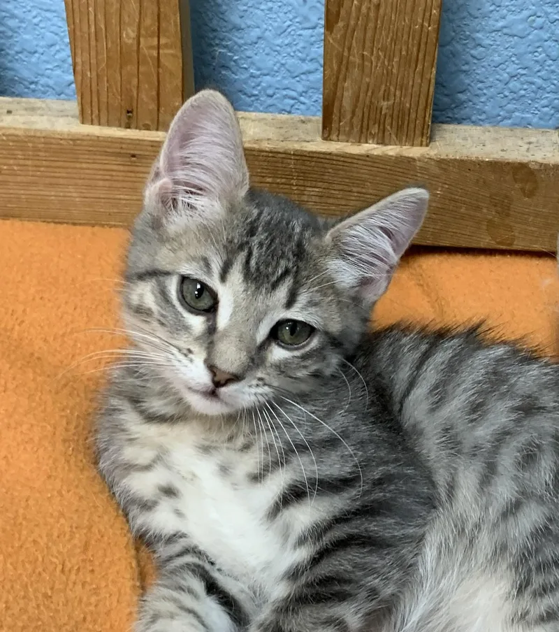 A baby medium-sized male Gray & White Domestic Short Hair cat named Uncle Henry for adoption in Hollister, CA