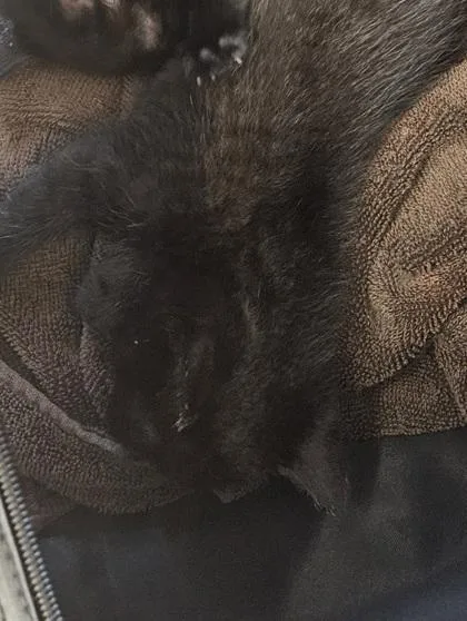 A baby small-sized male Domestic Short Hair cat named Soot for adoption in Chamblee, GA