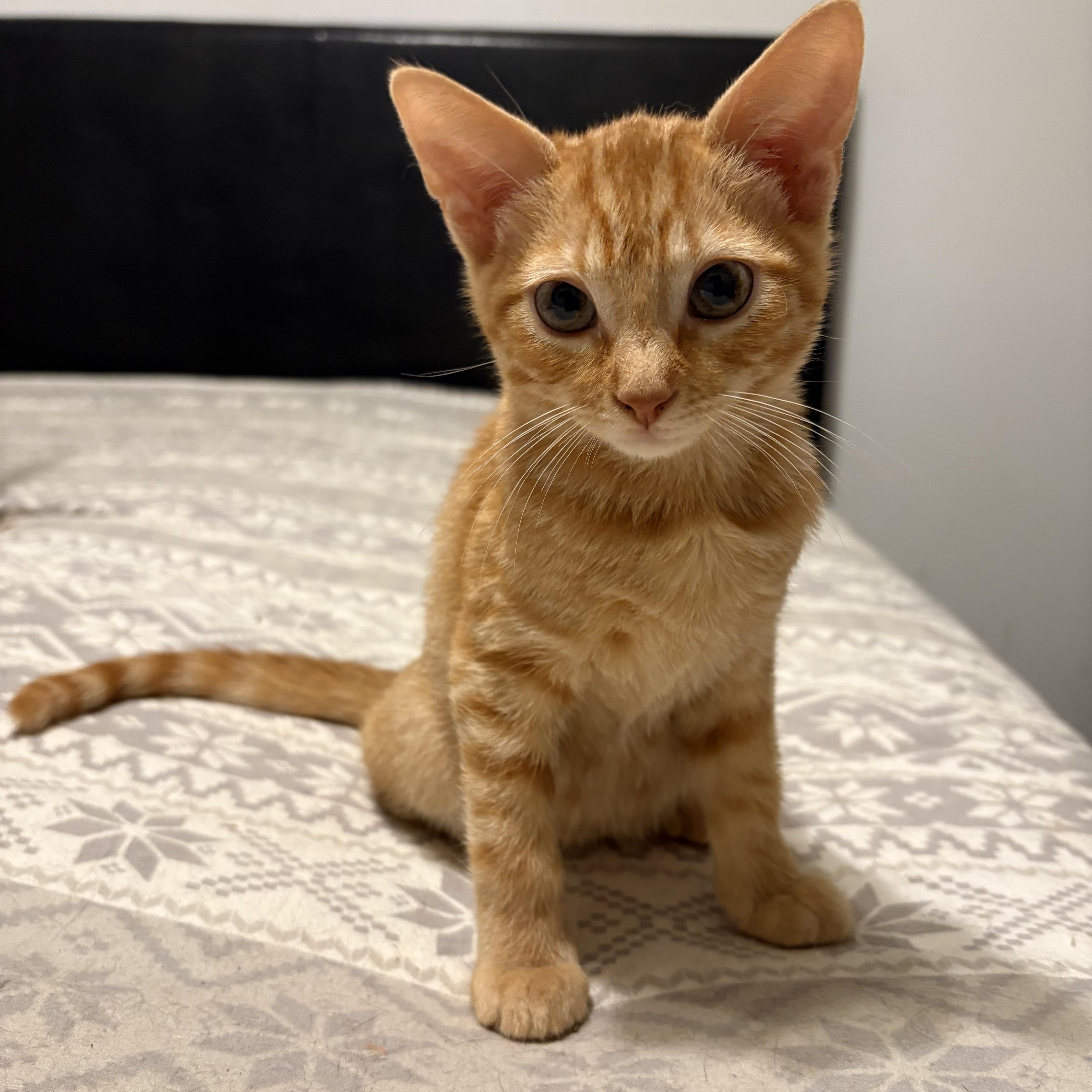 A baby medium-sized male Tabby (Orange / Red) Domestic Short Hair cat named Catuccino for adoption in La Canada, CA