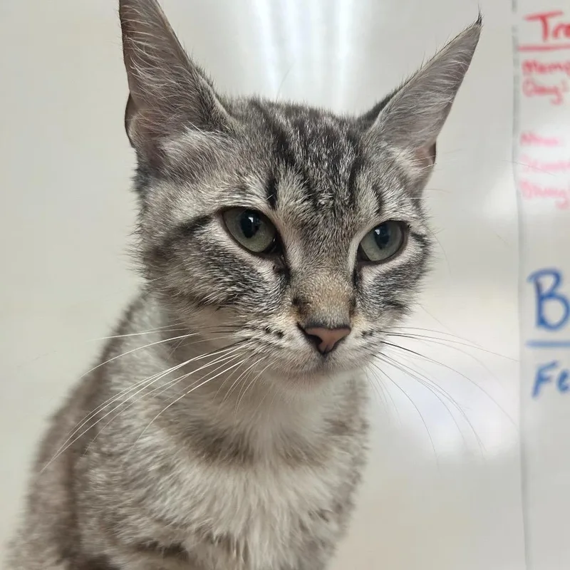 An adult medium-sized male Gray / Blue / Silver Domestic Short Hair cat named Pookie for adoption in Novelty, OH
