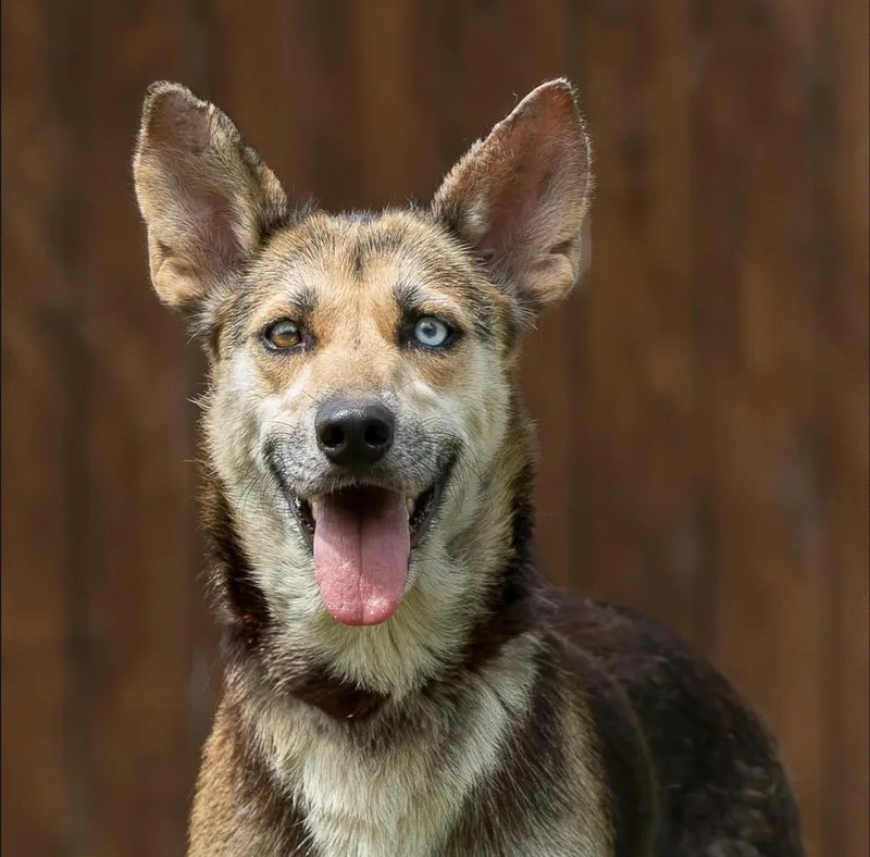 A young medium-sized female Black German Shepherd Dog dog named Maxine for adoption in Tomball, TX