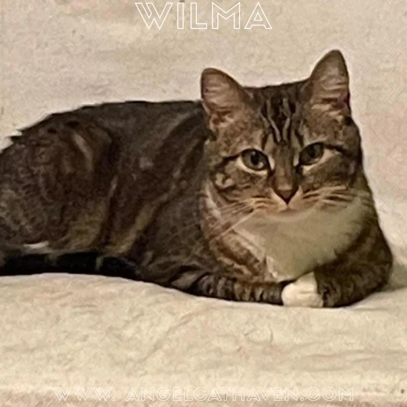A young small-sized female Tabby (Tiger Striped) Domestic Short Hair cat named Wilma for adoption in Plainville, MA