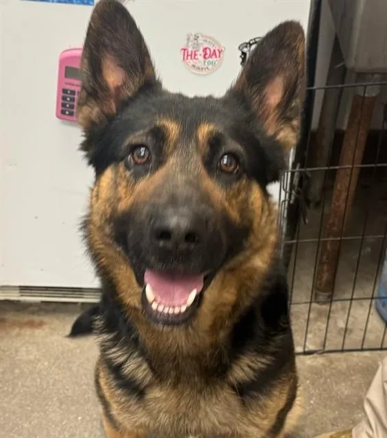 A young large-sized male German Shepherd Dog dog named Sarge for adoption in Tucson, AZ