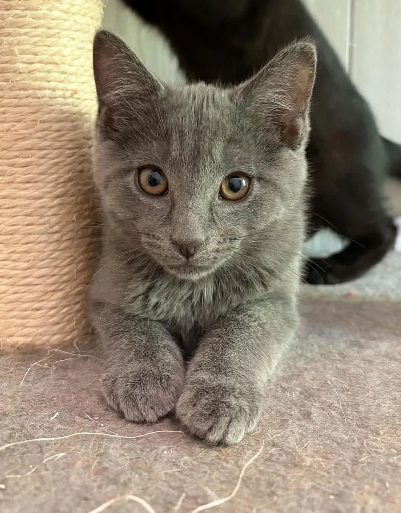 A baby medium-sized male Gray / Blue / Silver Domestic Short Hair cat named Mercury for adoption in Ona, WV