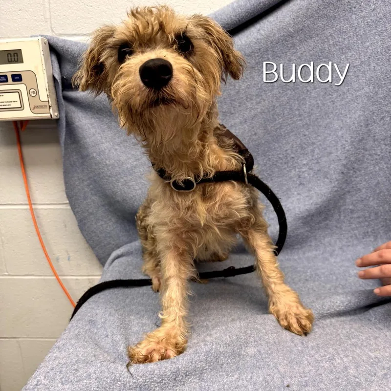 Buddy