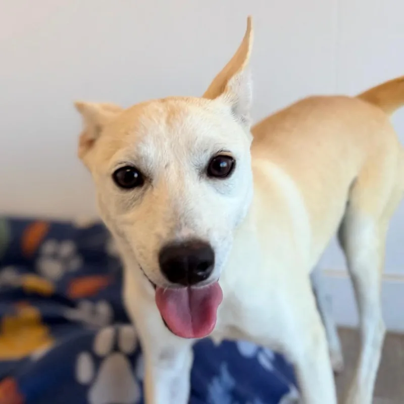 A young medium-sized female Yellow / Tan / Blond / Fawn Carolina Dog named Harriet for adoption in Green Bay, WI