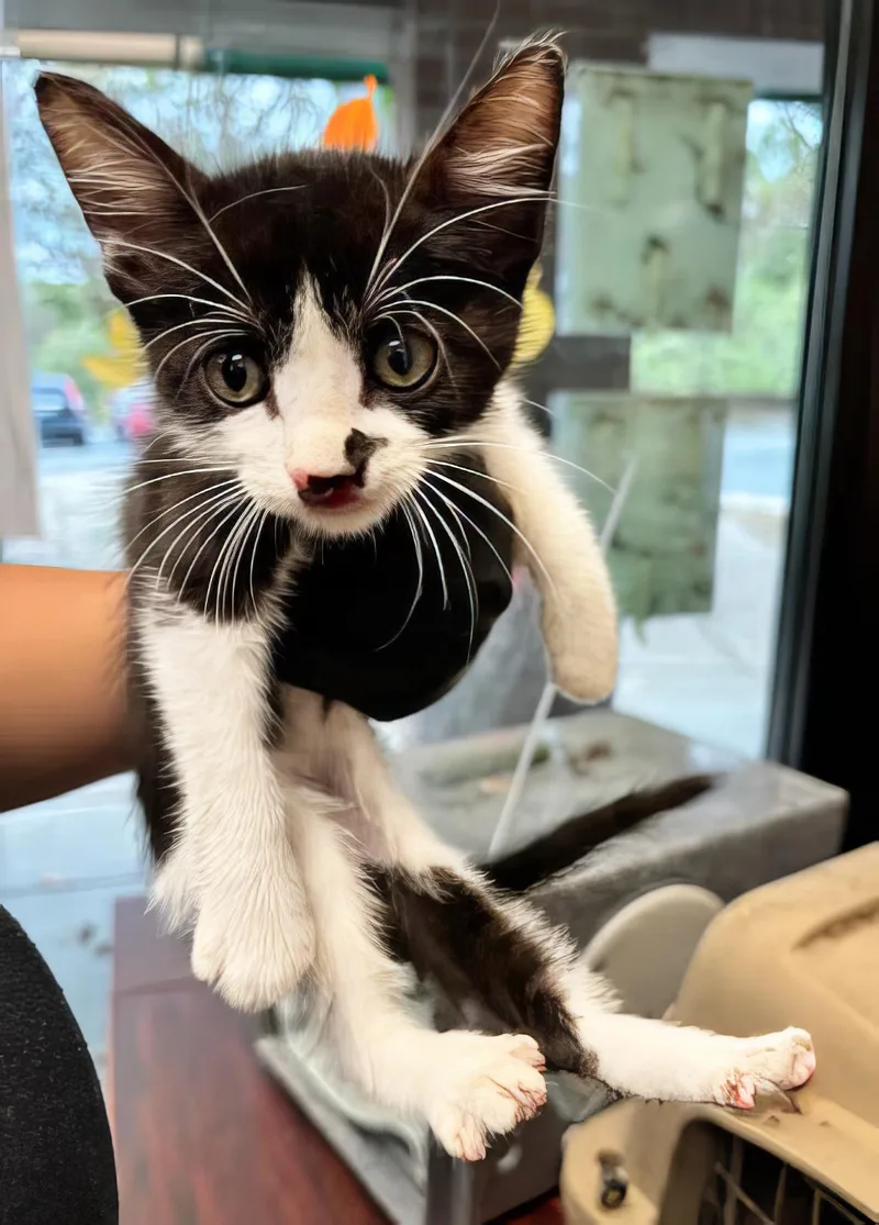 A baby medium-sized male Domestic Short Hair cat named Elvis for adoption in Nashville, TN