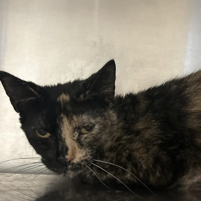 A young medium-sized female Black Domestic Short Hair cat named Jewel for adoption in Bristol, IN