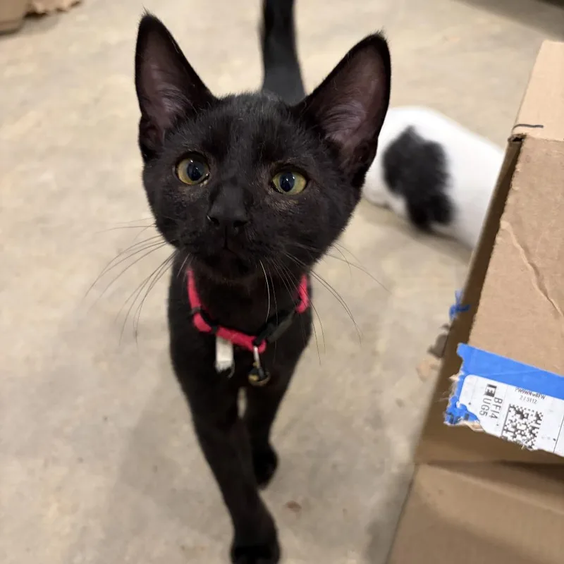 A baby small-sized male Black Domestic Short Hair cat named A Flibbertigibbet for adoption in Centralia, WA