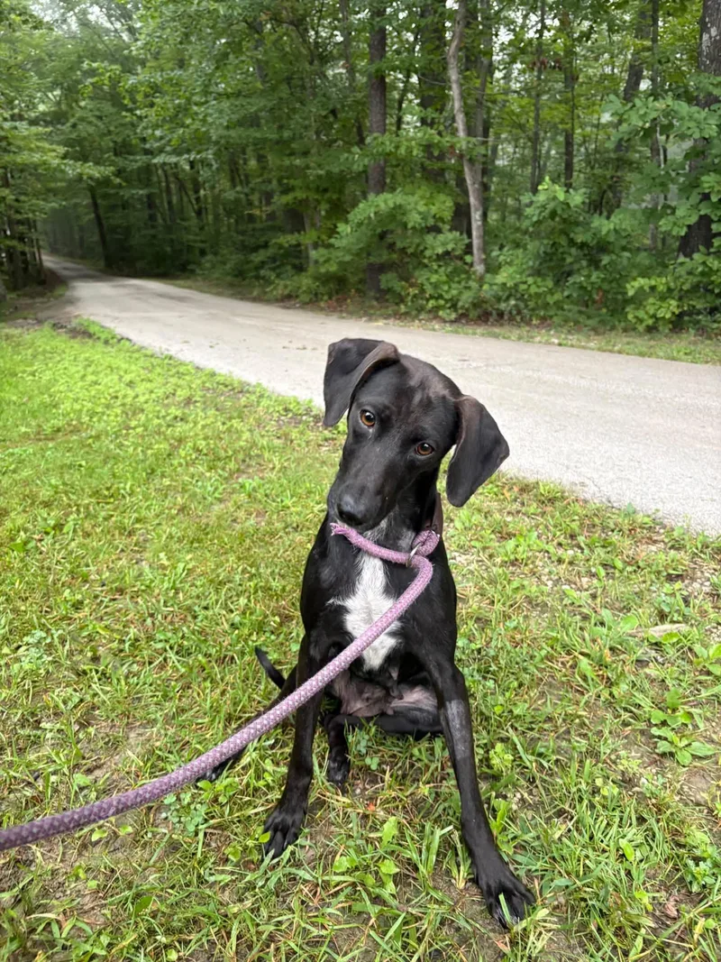 An adult medium-sized female Feist dog named Raven for adoption in Frenchburg, KY
