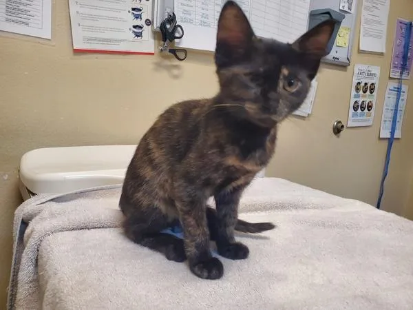 A baby medium-sized female Domestic Short Hair cat named Moonshine for adoption in Oceanside, CA