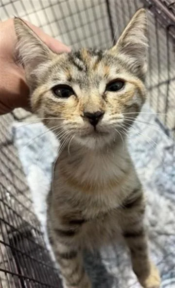 A baby small-sized female Domestic Short Hair cat named Clara for adoption in San Bernardino, CA