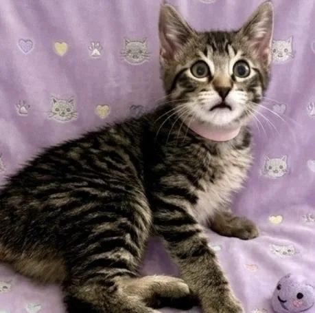 A baby medium-sized female Tabby (Brown / Chocolate) Tabby cat named Coralq for adoption in North Highlands, CA