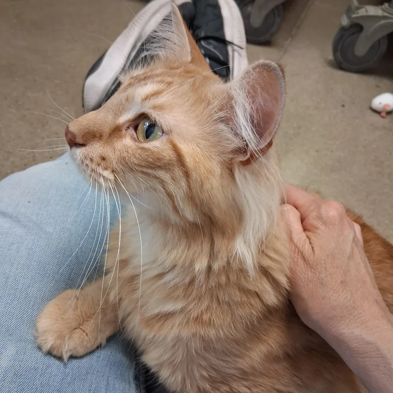 An adult medium-sized male Domestic Medium Hair cat named Apollo for adoption in Rochester, MN