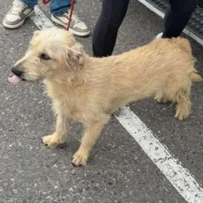 An adult medium-sized female Golden Wirehaired Terrier dog named Vivian for adoption in Wadena, MN