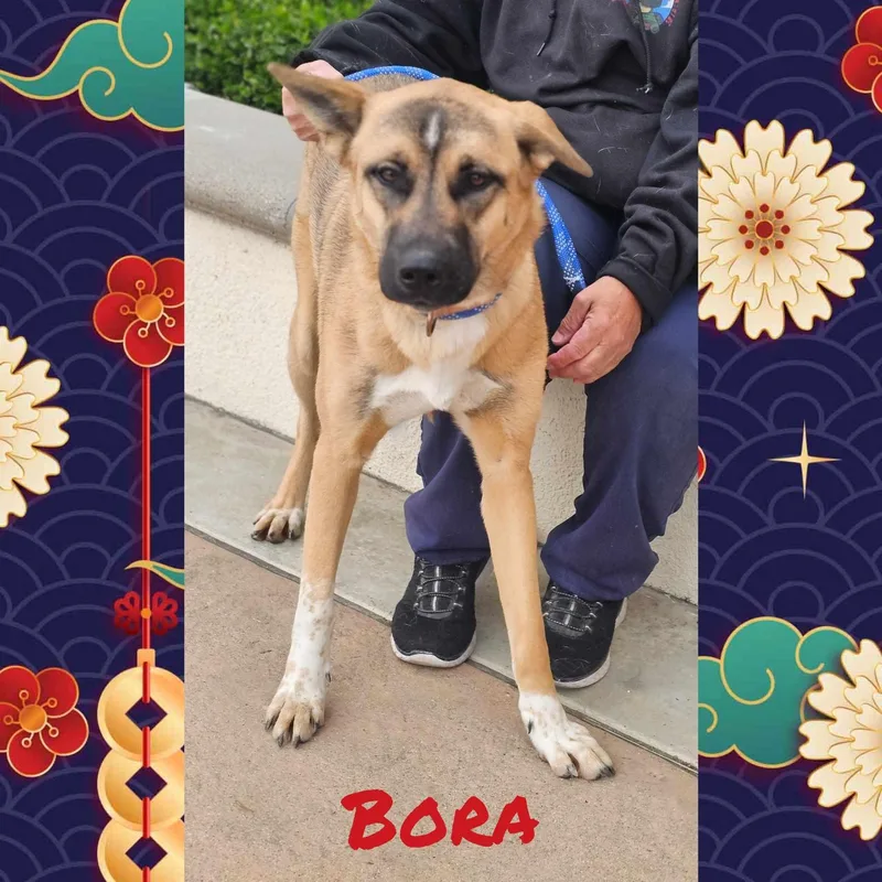 Bora Aka Lucy thumbnail 3