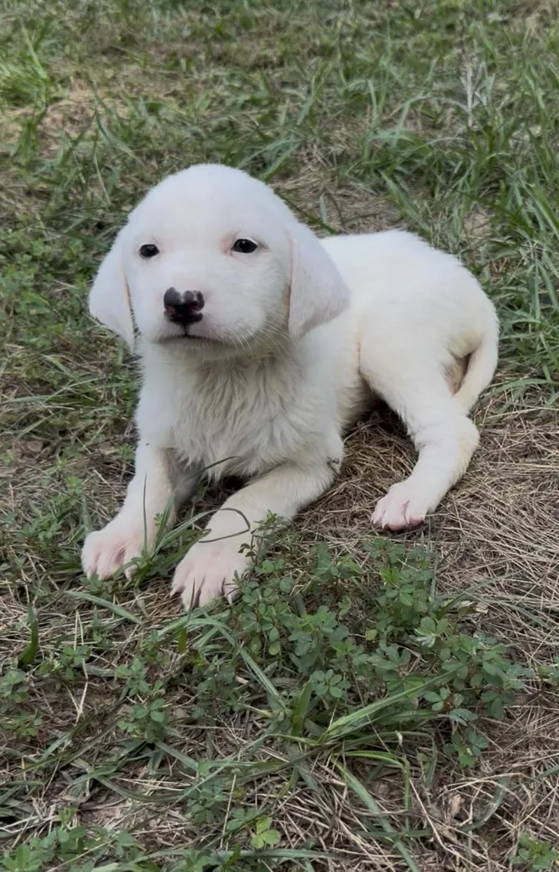 A baby medium-sized male Labrador Retriever dog named Zeus for adoption in Kiln, MS