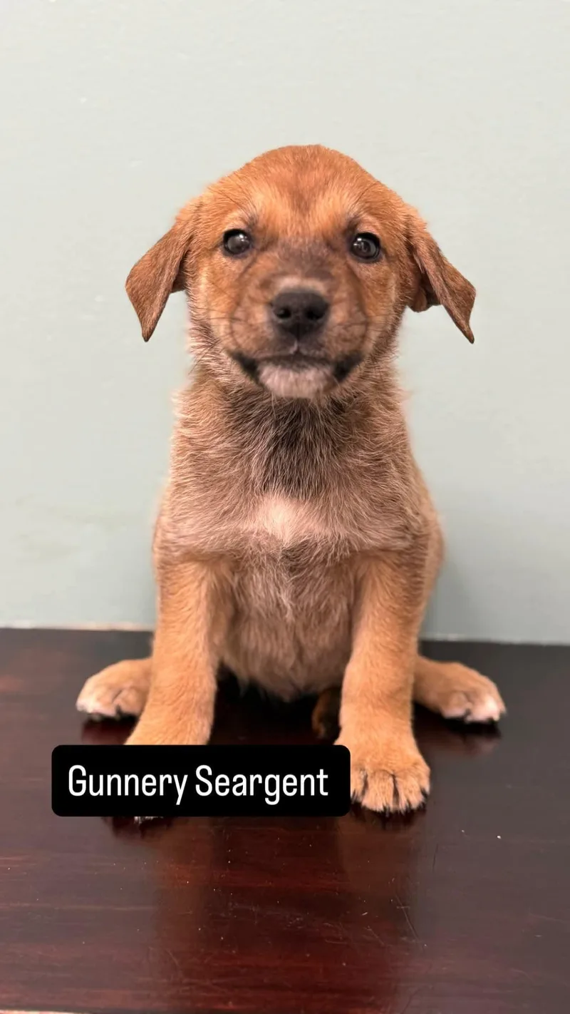 A baby medium-sized male Pit Bull Terrier dog named Gunnery Seargent for adoption in Duluth, MN
