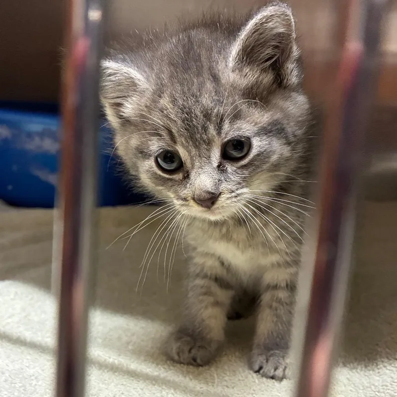 A baby small-sized female Gray / Blue / Silver Domestic Short Hair cat named Apple for adoption in Danville, KY