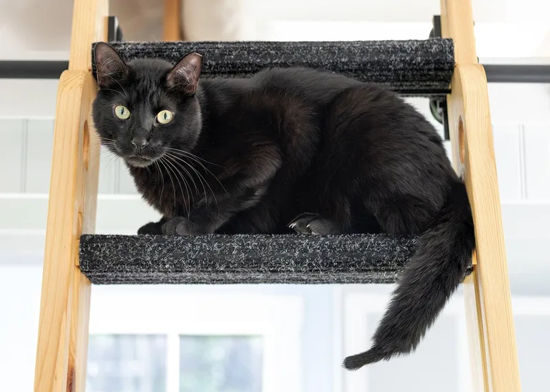 An adult medium-sized male Domestic Short Hair cat named Vincent for adoption in Buford, GA