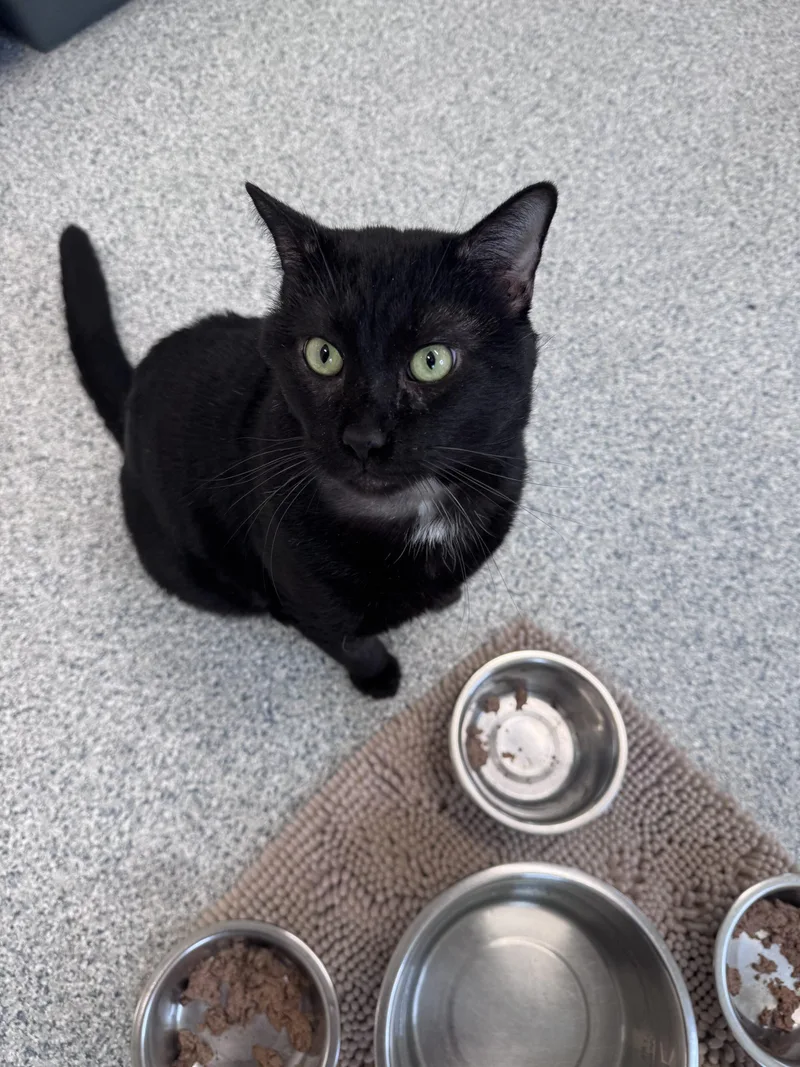 An adult medium-sized male Black Domestic Short Hair cat named Damien in Maine for adoption in Cumberland, ME