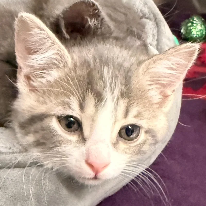 A baby small-sized female Gray / Blue / Silver Domestic Short Hair cat named Smalls for adoption in Evansville, IN