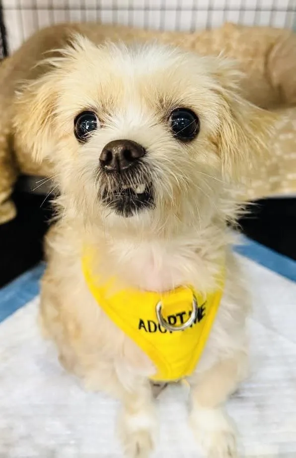 An adult small-sized female Poodle dog named Ella for adoption in Ozone Park, NY