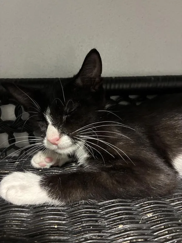 A young medium-sized female Black & White / Tuxedo Domestic Short Hair cat named Gardenia for adoption in Tampa, FL