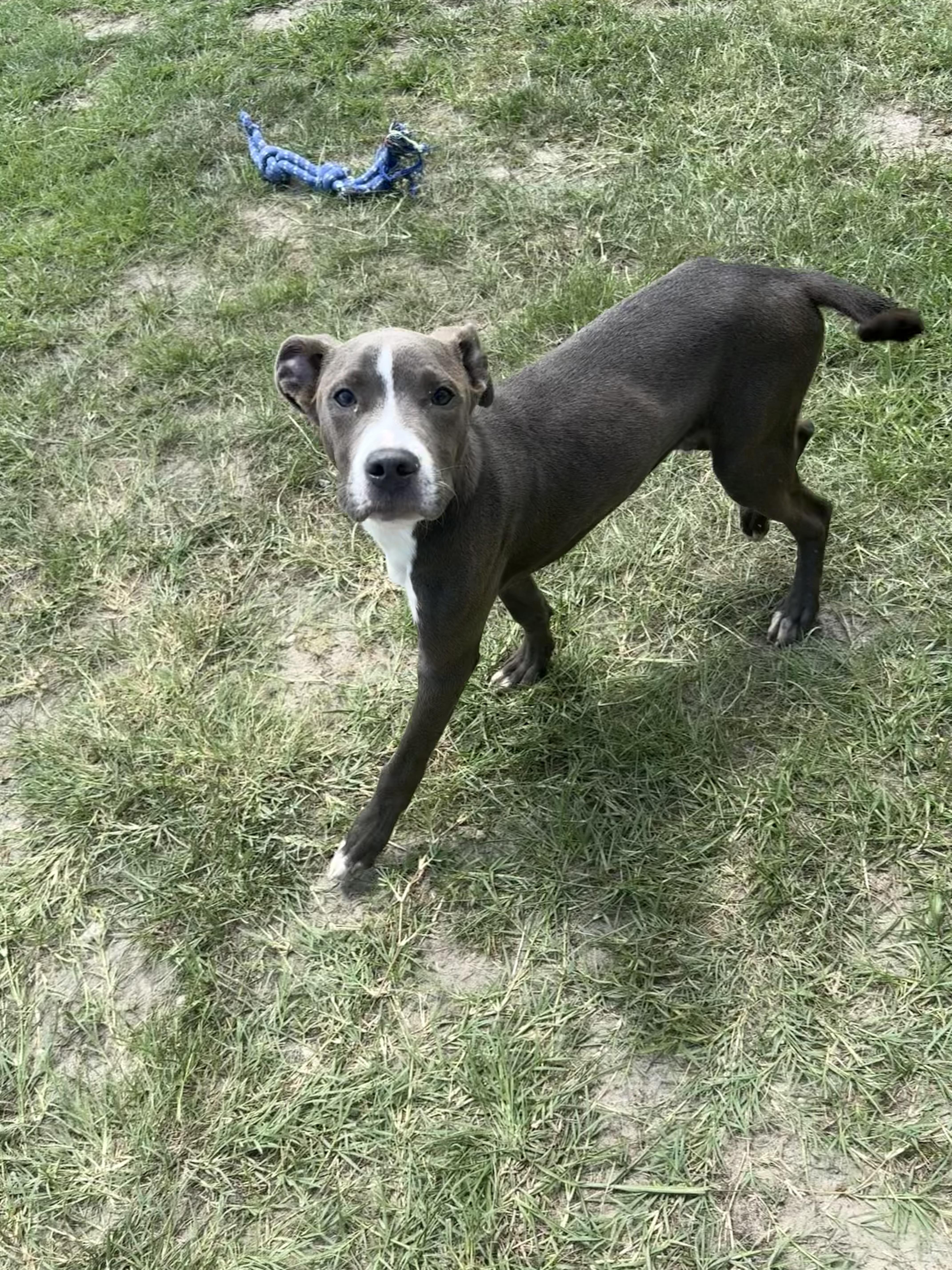 A young medium-sized male Gray / Blue / Silver Pit Bull Terrier dog named Bogie for adoption in Valdosta, GA