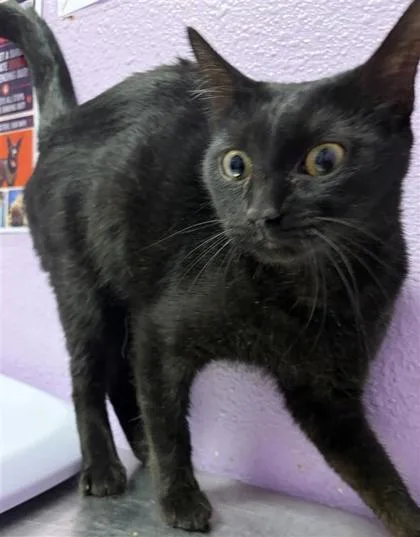 An adult small-sized female Domestic Short Hair cat named 61492082 for adoption in El Paso, TX